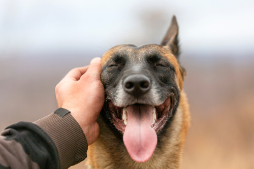 Wenn man doch nur mit seinem Tier sprechen könnte: Foto: © Diablo_Gato / shutterstock / #1844591677